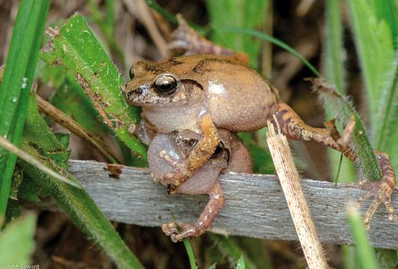 Revisiting the Western Ghats - A Monsoon Adventure