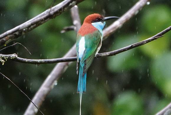 The Drenched, Burgeoning Rainforest Of Borneo