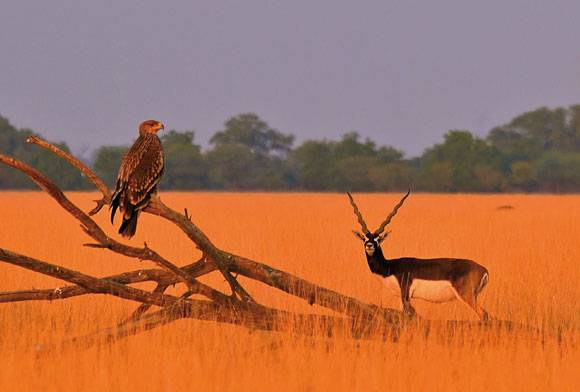 Peace In The Wild
