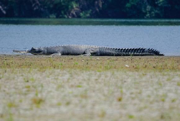 Gharials: Living On The Riverine Edge