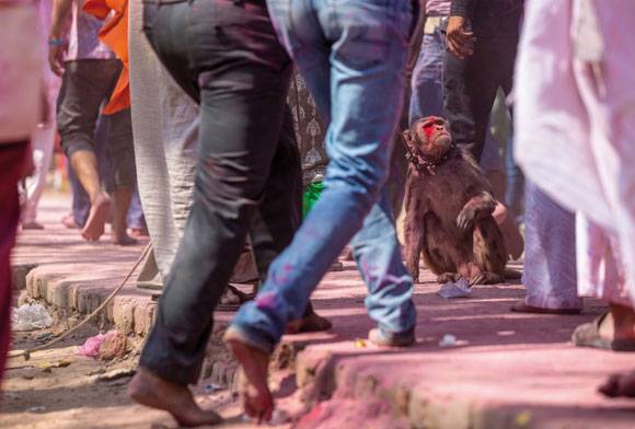 Book Review: The Case For The Legal Protection Of Animals