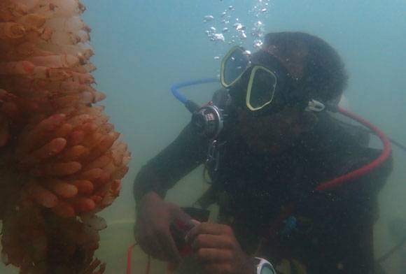 Patchy Reefs That Deserve our Attention