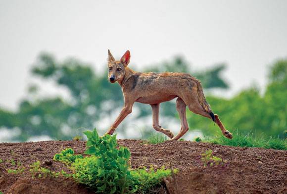Saving The Wolves - Catalysing Change