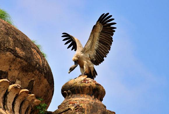 Golden Memories Of Madhya Pradesh