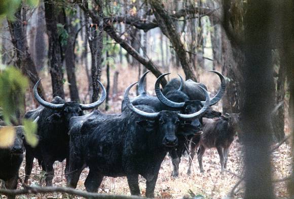 The Wild Buffaloes Of Central India