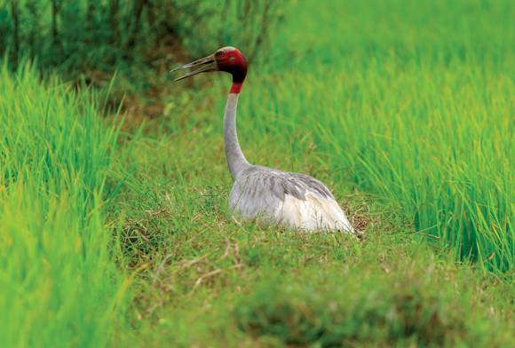 From Soil To The SKies: Threats Loom Large Over The Sarus Crane