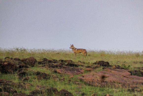 Grasslands Need Protection - Now