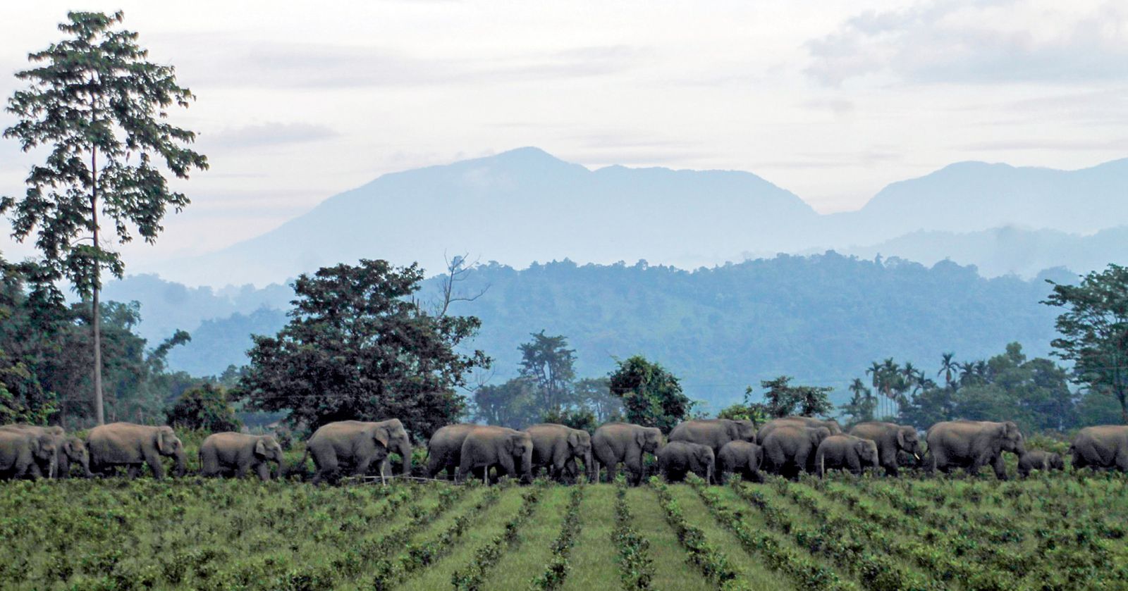 In the mountainous tea estates of Udalguri, Assam, the inevitable passage of elephants through farms and tea estates results in confl icts throughout the year.