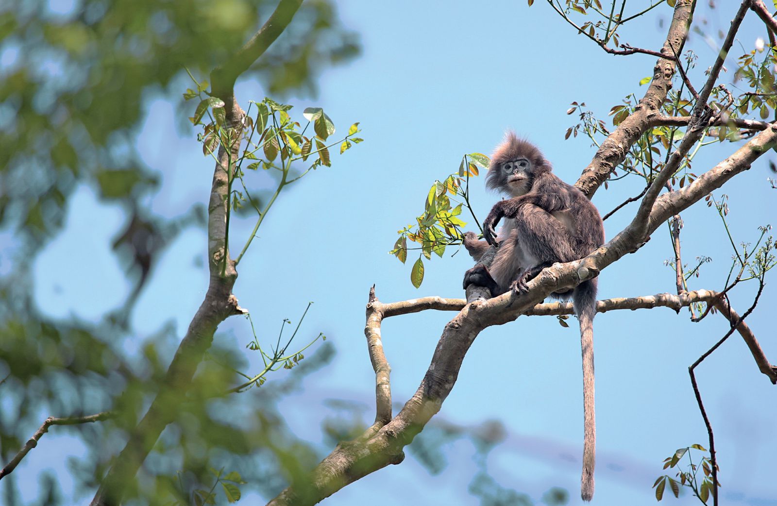 A Phayreâ€™s leaf monkey, also known as Phayreâ€™s langur, clings to his arboreal home in Tripura, Assam. Phayreâ€™s langurs live in groups on trees on the fringes of Tripuraâ€™s tea estates; they rarely descend from the safety of the canopies, but lately are being forced to due to deforestation.
