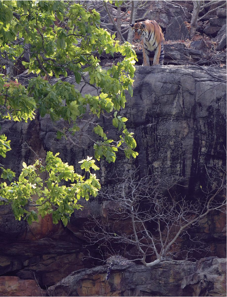 A tiger peers over the rocky cliffs of s of Panna at a leopard lounging in the shade. Though the successful reintroduction of tigers in the region is a laudable feat, it is premature to celebrate a countrywide population increase, considering the numbers are only a few hundred more than 50 years ago.