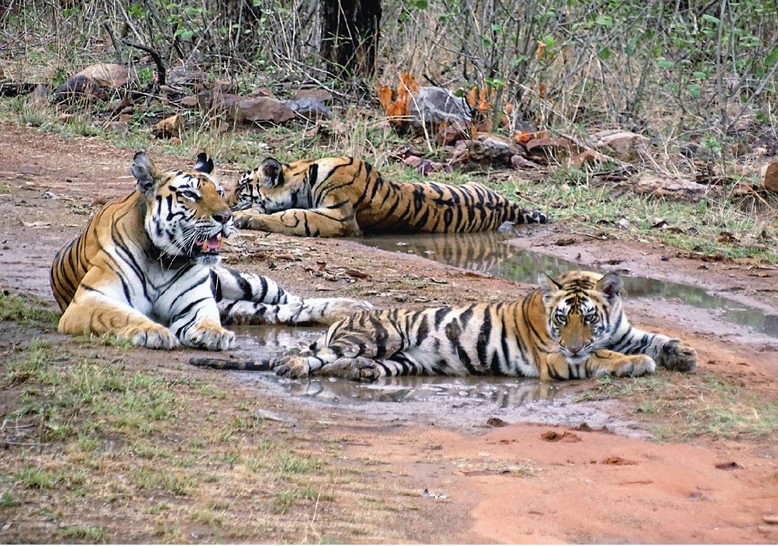 There is an urgent need to extend tiger conservation beyond the boundaries of Protected Areas, mapped at the beginning of Project Tiger. Protecting tiger corridors to enable dispersal and interbreeding for a viable gene pool diversity is vital to the survival of tigers in India.