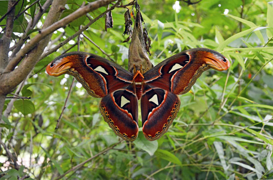 Atlas moth Attacus atlas.