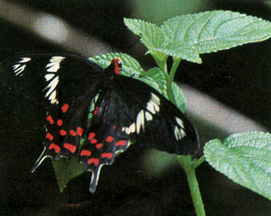 The adult mormon is a classic example of mimicry, where the female mormon exists in three different colour forms. In one, she looks very like the male; in the second, she imitates an entirely different species of red-bodied, distasteful swallowtail - the crimson rose.