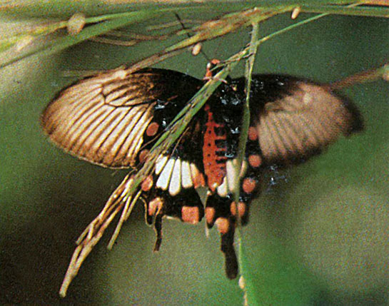 The adult mormon is a classic example of mimicry, where the female mormon exists in three different colour forms. In one, she looks very like the male; in the third, she imitates an entirely different species of red-bodied, distasteful swallowtail - the common rose.