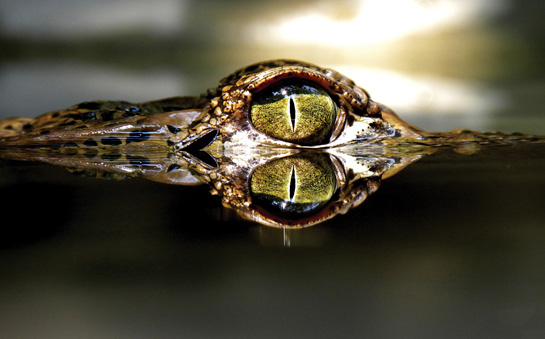 Indias largest freshwater predator is an unlikely survivor in central Gujarats densely-populated Charotar region, which is dominated by agricultural fields.
