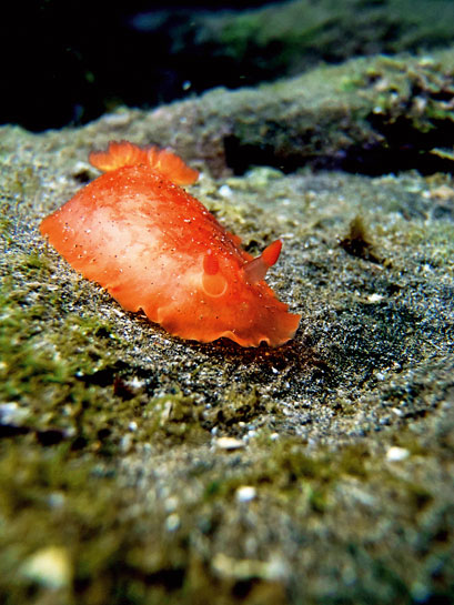 Dendrodoris fumata is found on muddy reefs and exhibits two colour forms - brown-grey and orange.