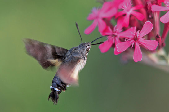 Hummingbird hawk-moth Macroglossum sp.