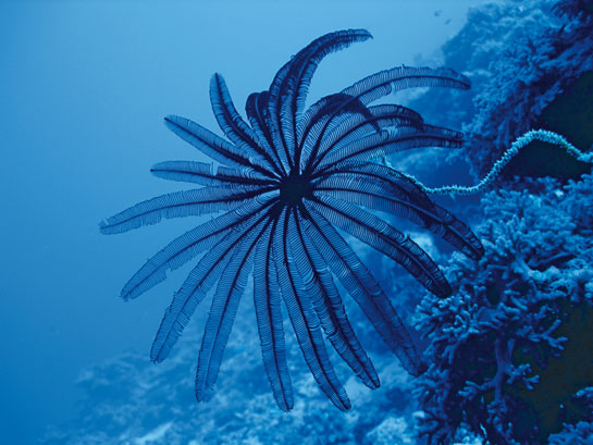A beautiful feather star, or sea lily Cenometra bella, in Lakshadweeps azure waters. The species uses its extremities to filter food particles that fall like manna from heaven for all manner of marine creatures.