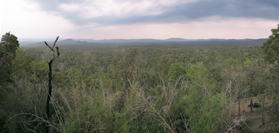 From the top of the Majhi Dongri watchtower one can get an idea of the expanse of Achanakmar. The forests stretch in an unyielding carpet of green, ultimately fading into a delicate pink sunset.