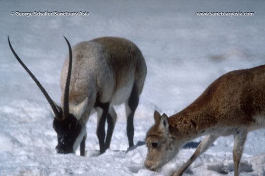 In the 80s and 90s, Chiru or Tibetan antelope populations were devastated by commercial hunting for their soft underfur from which shahtoosh shawls are spun. Today, the species is listed as endangered, and is found in small pockets in China and India.