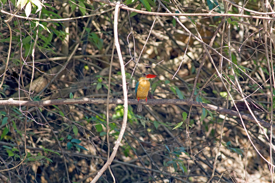 A common sight around the Tasik Muda lake, the Stork-billed Kingfisher uses a â€˜sit-and-wait strategy to hunt prey such as fish, frogs, crabs, rodents and young birds.