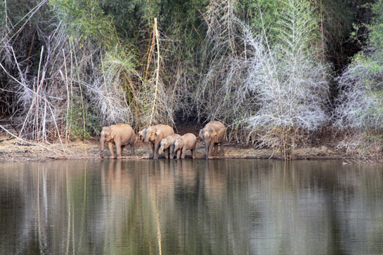 A herd of elephants in the Melagiris drink at a large waterhole. The forests of the region, ravaged during Veerappans siege have immense potential for a recovery. Hopefully, government agencies will work with better commitment and help recover the forests here.