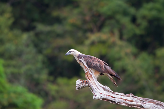 The White-bellied Sea-eagle is often seen perched upright on bare branches close to water waiting to swoop down on unsuspecting fish. Though a coastal species, the White-bellied Sea-eagle can also be seen further inland along rivers and lakes.
