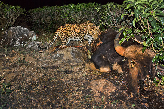 Once used only by wildlife researchers, camera traps are being used effectively by photographers to get intimate views into the lives of secretive animals. Here a leopard feeds on a gaur kill, inside a tea estate in the Western Ghats.