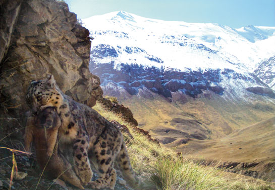 A wild snow leopard shortly after it caught a marmot in the Sarychat Ertash State Nature Reserve, Kyrgyzstan. Marmots contribute to a small part of the cats diet in many parts of its range, particularly during the summer.
