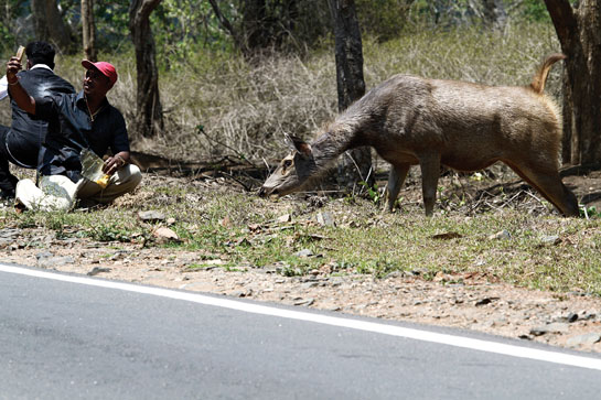A selfie enthusiast intrudes the sacred space of a sambar along the Mudumalai-Bandipur road. The proliferation of social media has resulted in photographers and tourists increasingly crossing the thin line of wildlife ethics.