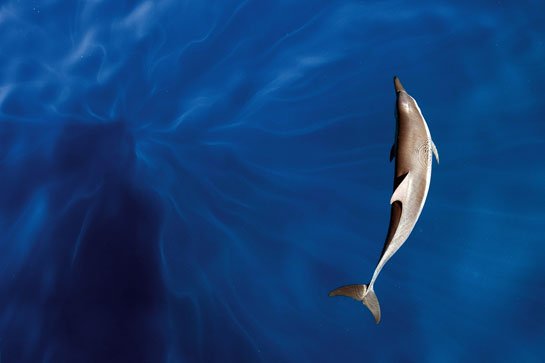 A spinner dolphin off the coast of the Andaman and Nicobar Island. These dolphins are known for their spectacular above-water displays of leaping and spinning several times on their body axis. Many photographers are now creating fine-art out of nature.