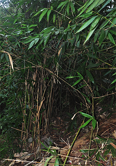 A clump-forming bamboo, reeds of the Ochlandra travancorica are commonly harvested from the wild for making mats, baskets and handicrafts.