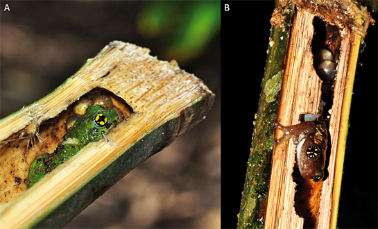 The author found only males caring for eggs within the stalks. Same behaviour is seen in R. chalazodes (A) and R. ochlandrae (B).