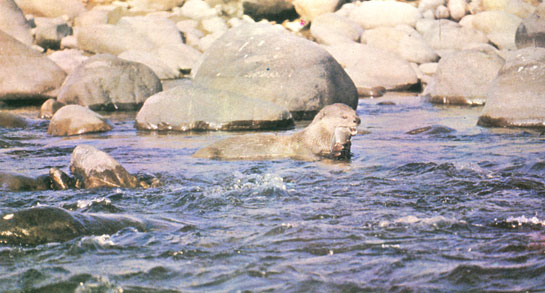 An otter making a meal of a fish caught in the fast-flowing Ramganga river.Crabs, frogs, rodents and, occasionally, waterfowl may form part of the diet of this aquatic mammal.