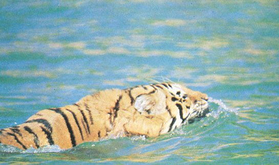 Yes, tigers do swim. This photograph was taken by the author from a motorised launch in the heart of the park.