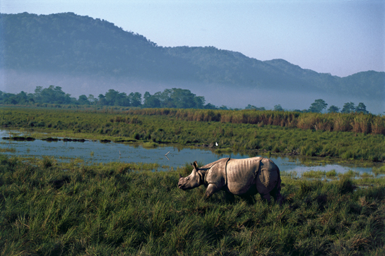 Rhinoceros unicornis surveys its grassland home. Ranjit Barthakur has worked with others to protect Kaziranga for decades and is now liaising with the state government to declare Assam a â€˜Nature State that is carbon-negative, energy-positive, water-positive and free from the scourge of land, air and water pollution.