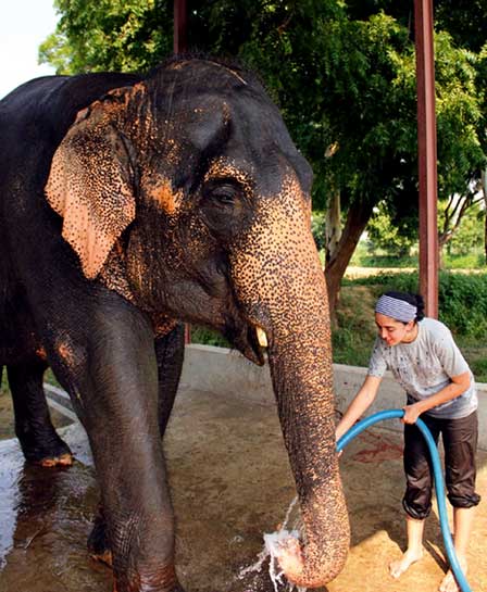 Seen here volunteering in Elephant Haven, Cara says: â€œI see contempt from a large section of the conservation fraternity towards people interested in animal rights and welfare but I for one dont believe that the two are mutually exclusive of each other.