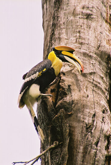 great hornbill nest