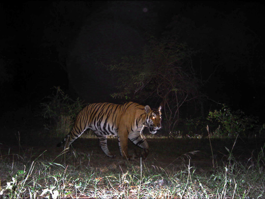 A male tiger triggers a strategically placed camera trap. It turns out that this individual had roamed vast tracts of the MM Hills in Karnataka.
