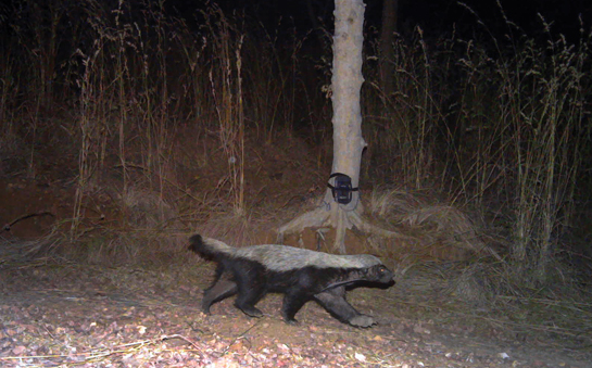 In the adjoining Cauvery Wildlife Sanctuary, camera traps captured the first record of ratels or honey badgers in Karnataka.