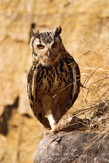 The Indian Eagle owl is partial to rocky hillocks, ravines and the steep banks of streams. Its diet is dominated by rodents, but other birds like doves and even shikras are also fair game.