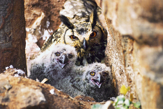 Upon hatching, Indian Eagle owl young are covered with white fluff, and look nothing like their parents. While the nesting site is reused every year, no actual nest is constructed.