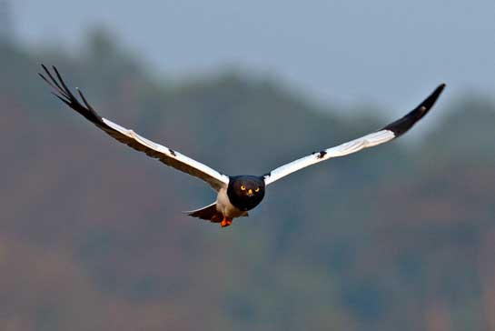 Of the five species of Harriers that the author recorded in the grasslands near Hyderabad, the Pied Harrier (seen here) was one the most elusive.
