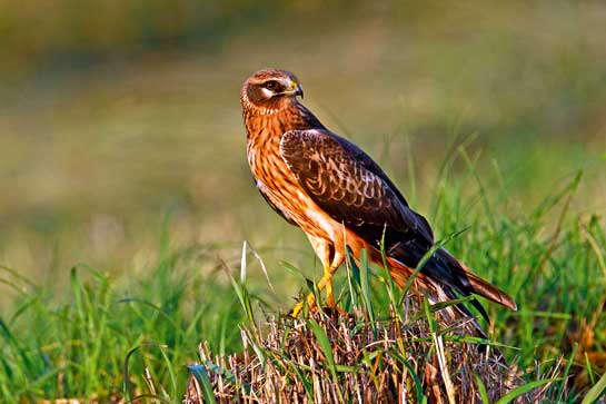 The Pallid Harrier is near-threatened, and can be seen in India only as a wintering guest from Europe and Central Asia.