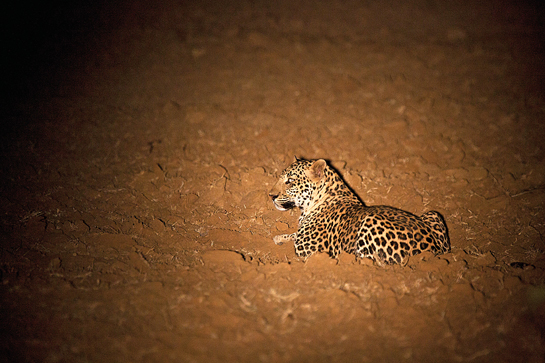 This young male leopard resting in a recently-ploughed field was born in April 2013 and had become fully independent before he turned two.