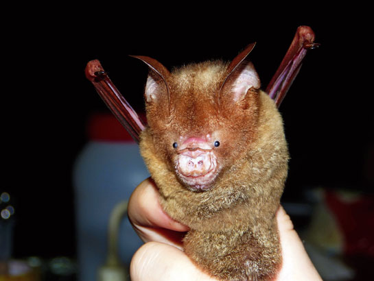 Bats discovered using rolled-up leaves as 'ear trumpets