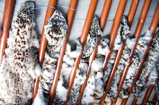 Snow leopard skins were widely used for decorative purposes as seen in this image taken in a ger (a type of tent) in Mongolia in 2006. Its illegal in all range countries today to buy or sell any snow leopard parts.