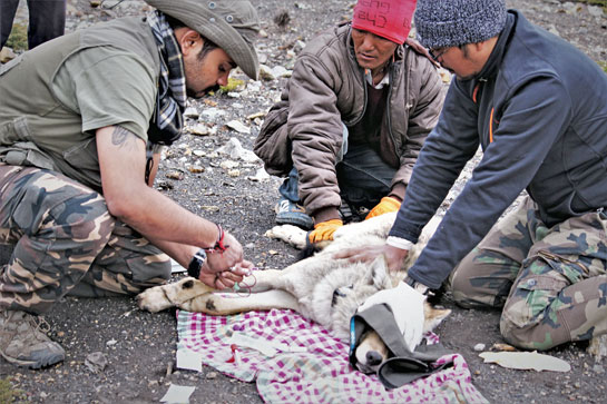 The team collects samples for genetic and physiological analysis from Kunzum, the second wolf to be collared in the Spiti Valley.