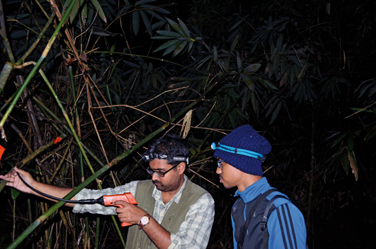 The author and his colleague, Vignesh Kamath examine a Ochlandra travancorica bamboo stalk in which the white-spotted bush frog lays eggs.