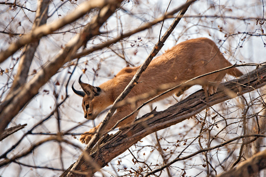 Named after the Turkish word karakulak, which means black ears, the caracal is fast disappearing from Indias forests. The interviewee was incredibly lucky to spot and photograph one in Ranthambhore.